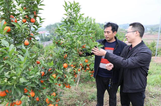 冬天采柑橘春夏钓龙虾，四川自贡沿滩这个地方带动村民增收有路子