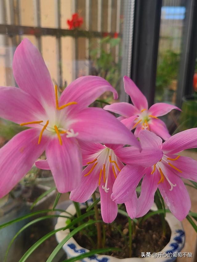 花如其名风雨兰