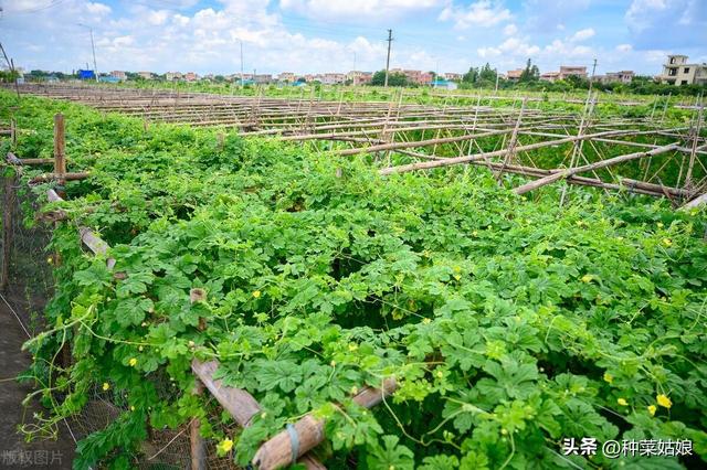 种植瓜菜，什么时候留住蔓结瓜？什么时候留子蔓、孙蔓结瓜？