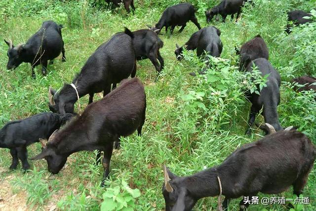 10大黑山羊品种盘点，抖音直播放羊，青山绿水卖出好价钱