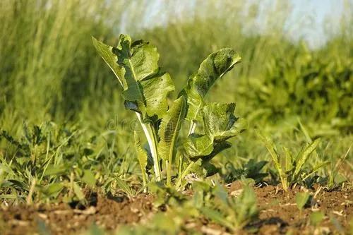 这种猪都不吃的野菜，原来是味调味品，可人工种植