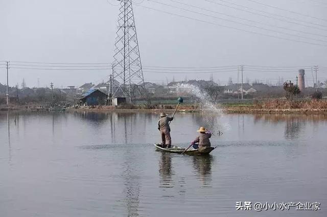 淡水养殖南美白对虾注意这几点，养殖顺利还高产