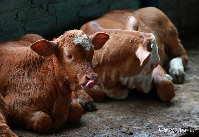 “家中养殖一头牛，脱贫致富不用愁”肉牛养殖已成丰都的支柱产业