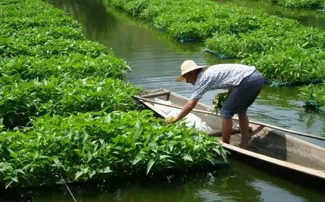 容易长蚂蟥的四种水生蔬菜，菜市场常见很多人也爱吃，清洗要用心