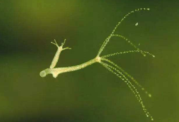 比恐龙还古老，“水中大熊猫”桃花水母，为何重现人间？