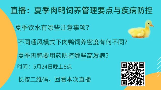 2019年8月1日鸭苗、毛鸭行情早报与趋势分析苗价下滑