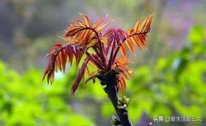 适合“懒人”种植的农作物，种植一次多年收获！