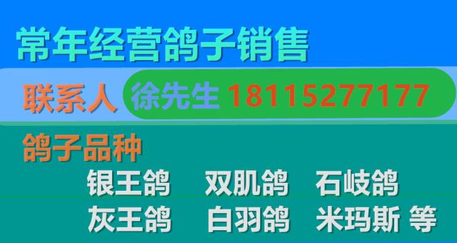 经过改良过的白羽鸽子和双肌鸽子你是喜欢吃呢还是养着啊