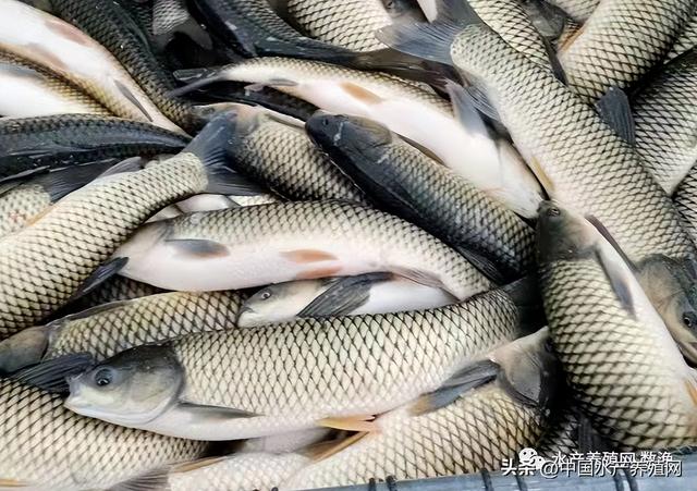 黑鱼暴涨，对虾持续涨，鳜鱼牛蛙暴跌，黄骨鮰鱼稳定草鱼鲫鱼微跌