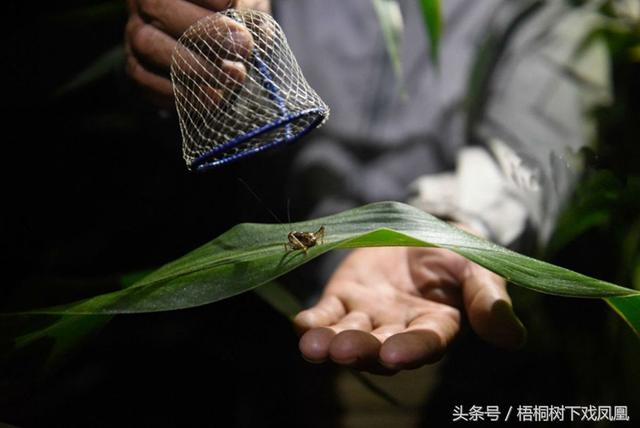 明朝时流行“养虫”，古人视为怡情养性的手段，但如何养大有讲究