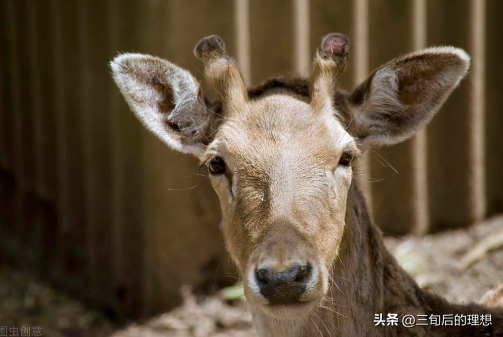 什么条件下，家养鹿的繁殖管理最好，鹿的养殖方法和注意事项