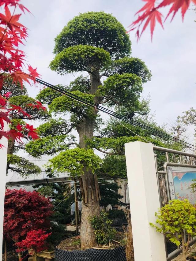 榆树地景树盆景怎么修剪