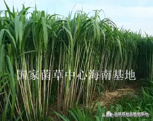 云南怒江引种优质牧草巨菌草，种植100多亩养殖毛驴