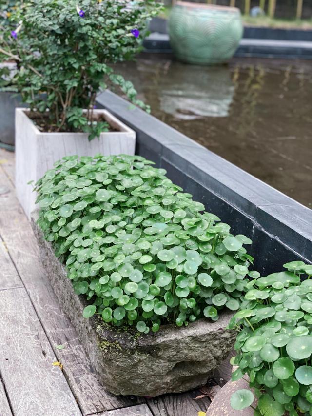 5种花“浇不死”，每天一杯水，越来越水灵，个个大漂亮