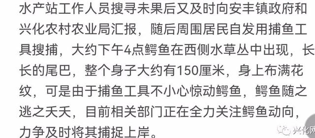 兴化这条河里惊现一只鳄鱼，嘴里竟然还有这个