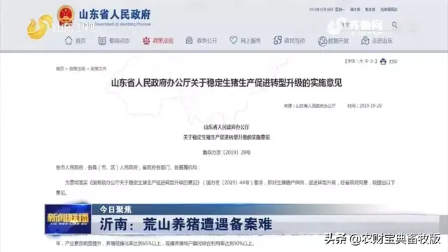 养猪艰辛记：上面政策好，下面落实难！荒山养猪遭遇备案难