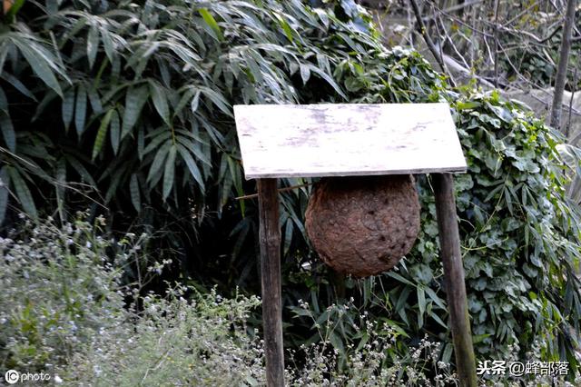 养殖胡蜂的前景怎么样？这3个实力，决定你养胡蜂是否成功