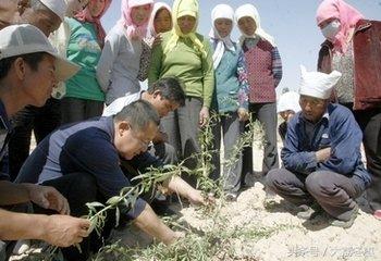 药用种植类——枸杞的种植方法