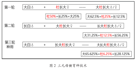 「快看养殖新法」关于三元母猪种用价值和改善措施的探讨