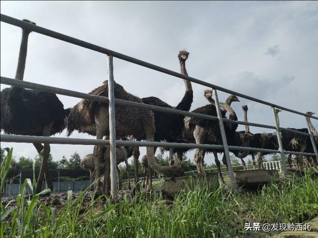 织金少普海布坡鸵鸟养殖基地看鸵鸟，最后花200块钱买个鸵鸟蛋