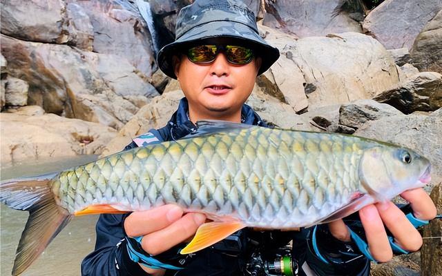 颜色发青，长得像棍子，人称“淡水鱼之王”，连鱼鳞都是极品美味