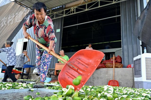 内江市东兴区：喜获丰收！3800余亩枳壳迎来采摘季