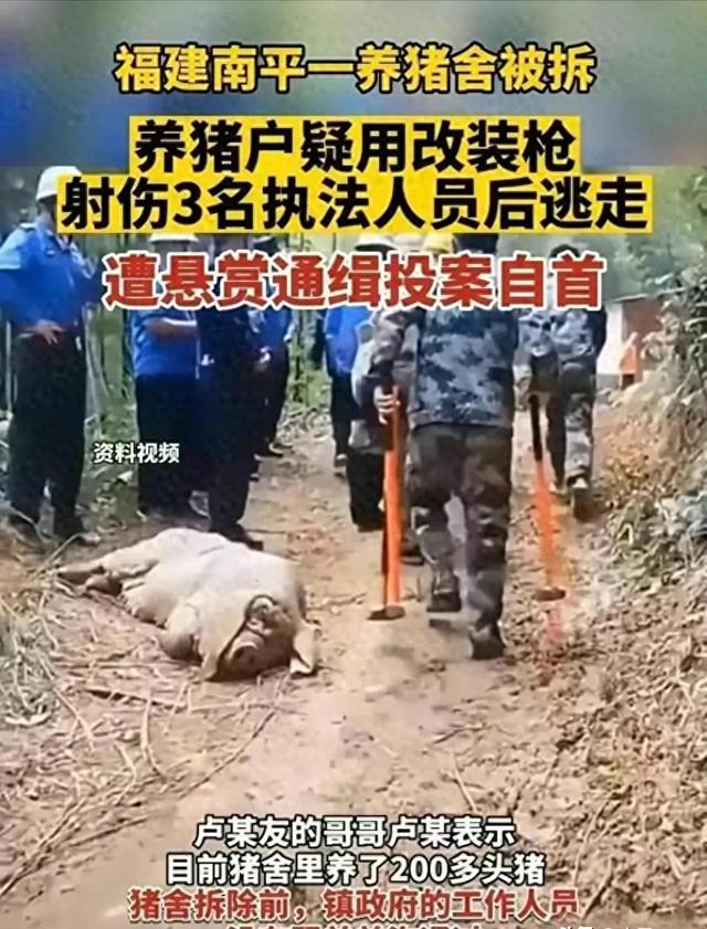 冤假错拆！60城管强拆40万猪场，3人遭枪击，后续震撼！