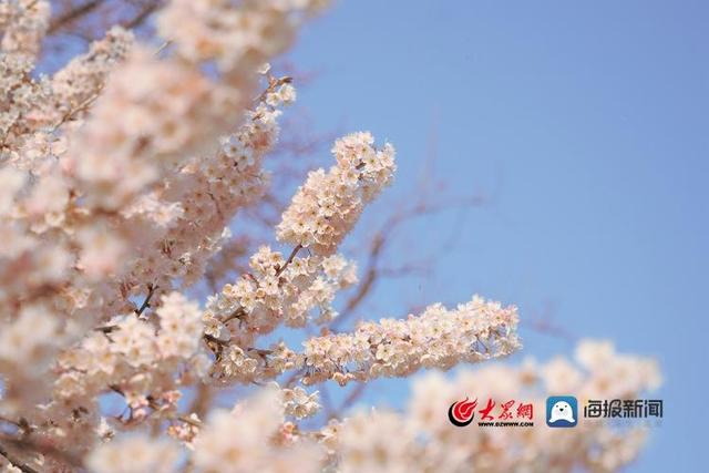 青岛西海岸新区铁山街道杨家山里樱花盛放