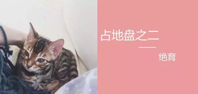 宠物猫咪养护的新手科普（值得收藏）