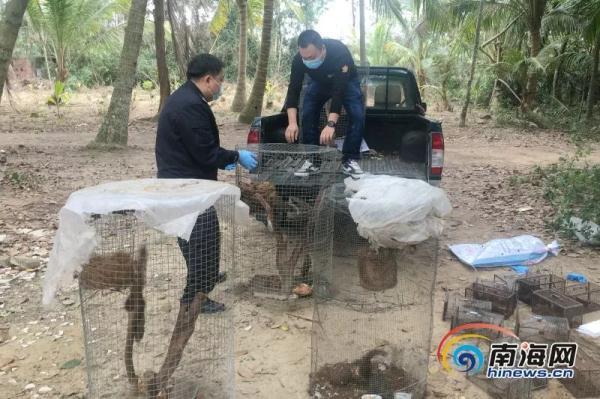 疫情期间，还在网上违规出售果子狸？海南侦破一批涉野生动物案件→