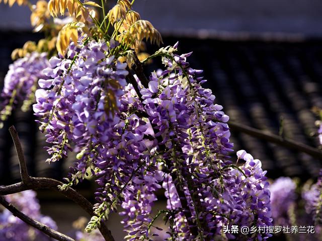 庭院种植紫藤花，只要做好这6点，要不了24个月就能开成紫色瀑布