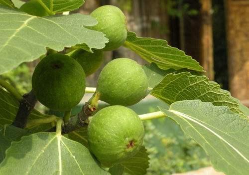 怎样种植无花果？无花果栽培关键技术及优良品种介绍