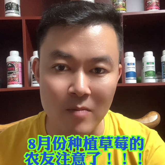 8月份种草莓的老铁注意了，防控根腐你的需要改变思路和方...