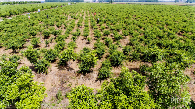 探访南阳金银花种植基地  感受河南中医药文化魅力