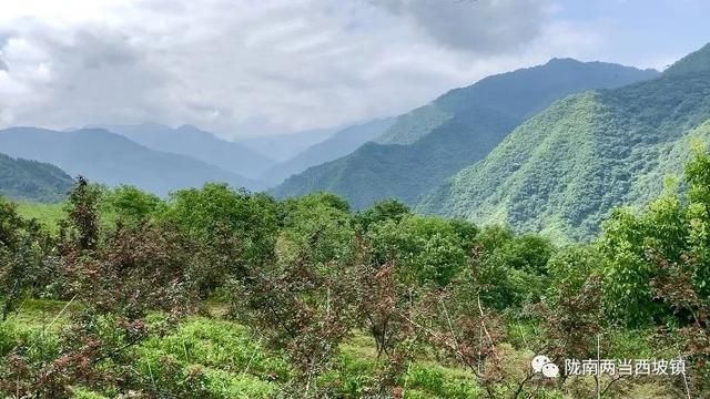 【农业科技】花椒栽培建园与管护知识