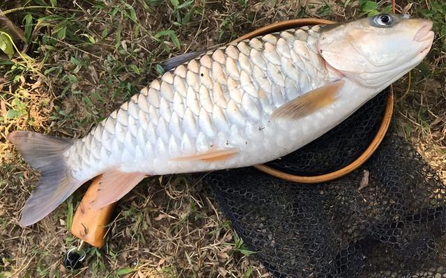 颜色发青，长得像棍子，人称“淡水鱼之王”，连鱼鳞都是极品美味