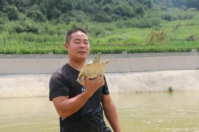 贵州省铜仁市新寨镇板山村，甲鱼养殖不一般