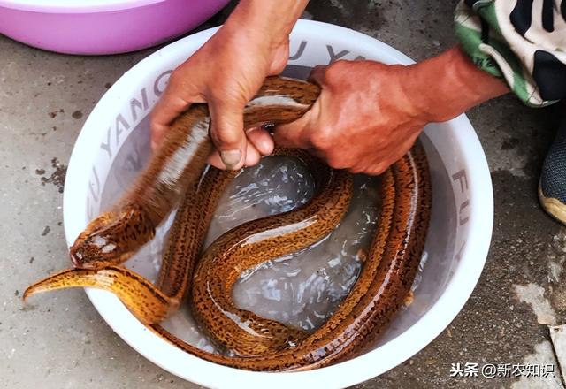 黄鳝人工饲养技术，精准学习其养殖技术，养殖户多参考