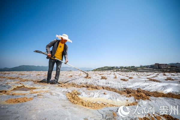 毕节七星关区大河乡：6000亩烟苗移栽忙