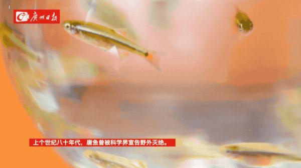 这些“神奇生物”曾一度消失，如今再现珠江流域……