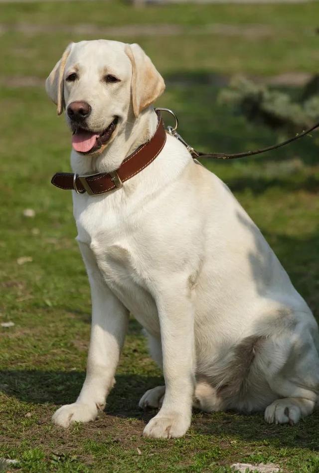 超多人养的狗狗，不一定适合你！盘点热门犬种的优缺点