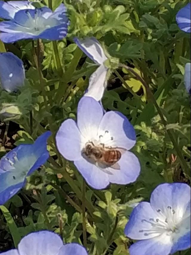 大美诗书画，笔墨华夏风。《蜂》罗隐，唐