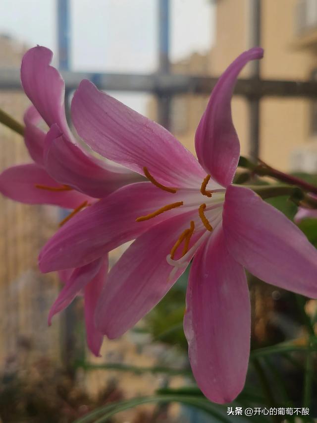 花如其名风雨兰