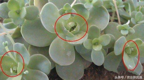 多肉植物、绿植介壳虫识别及有效药物防治措施