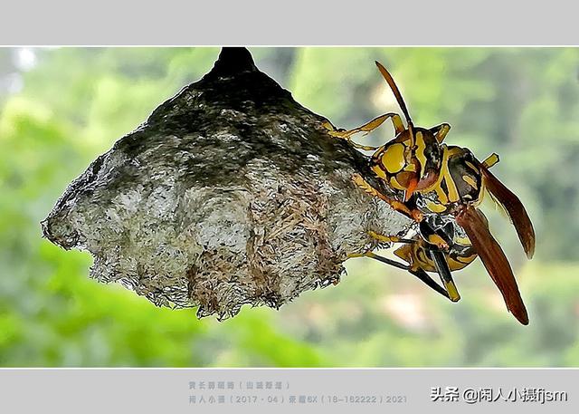 手机昆虫摄影：胡蜂科，这几种胡蜂你见过吗？拍摄技巧和安全要点