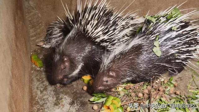 【农广天地】这种动物发起怒来真可怕 这种果子酸到心里却惹人爱