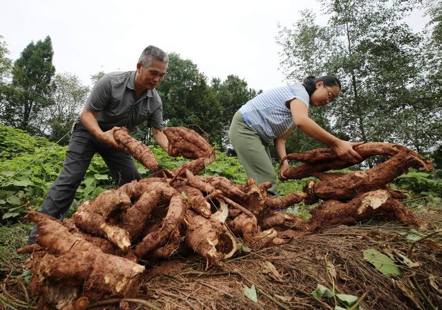 葛根在美国泛滥成灾，花50亿都无法清除，为何国内却要人工养殖？