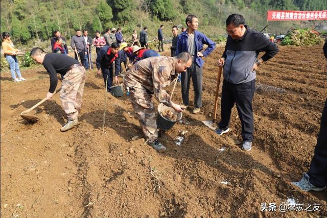 广西天峨：岜暮乡 产业在石缝里开花结果