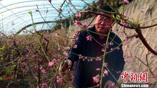 新疆托克逊：冬日温室大棚桃花、李子花分外艳