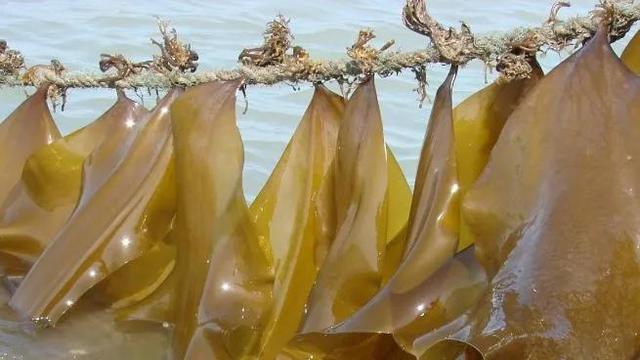 大连吃鲜海带的季节到了，海带故乡是大连，最大产地在福建霞浦